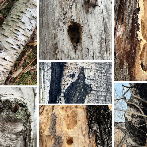 Nature Photography: Tree Bark Collage 1000 Jigsaw Puzzle 3D Modell