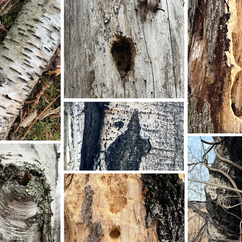 Nature Photography: Tree Bark Collage 500 Jigsaw Puzzle 3D Modell