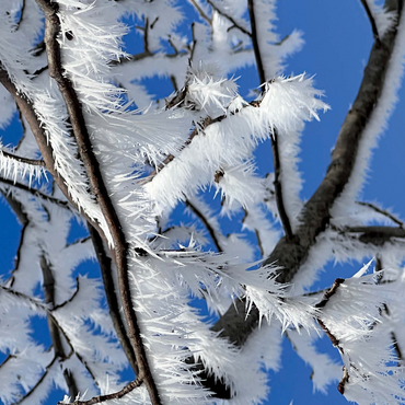 Nature Photography: Frosted Branches, no.3 1000 Jigsaw Puzzle 3D Modell