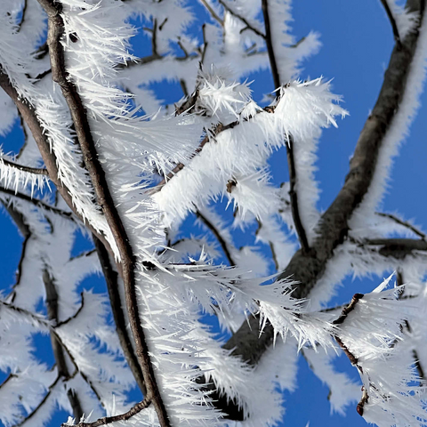 Nature Photography: Frosted Branches, no.3 1000 Jigsaw Puzzle 3D Modell