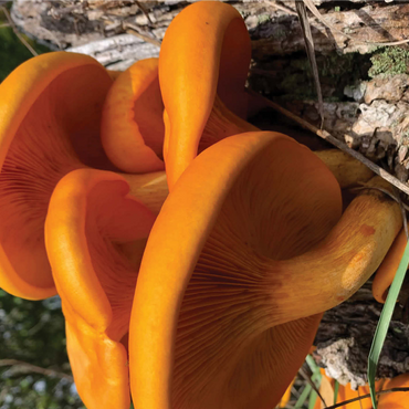 Nature Photography: Jack O Lantern Mushroom 1000 Jigsaw Puzzle 3D Modell