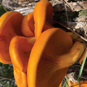 Nature Photography: Jack O Lantern Mushroom 500 Jigsaw Puzzle 3D Modell