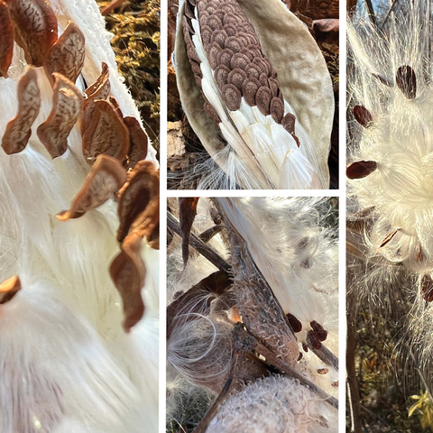 Nature Photography: Milkweed Seed Pod Collage 1000 Jigsaw Puzzle 3D Modell