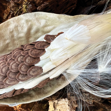 Nature Photography: Milkweed Seeds Pod 500 Jigsaw Puzzle 3D Modell