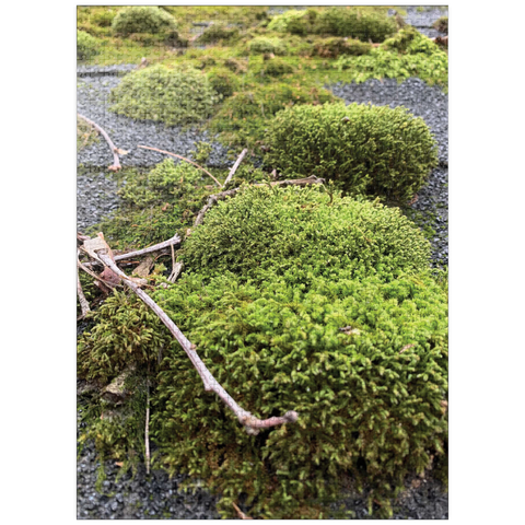 puzzleplate Macro Photography: Mossy Rooftop 1000 Jigsaw Puzzle