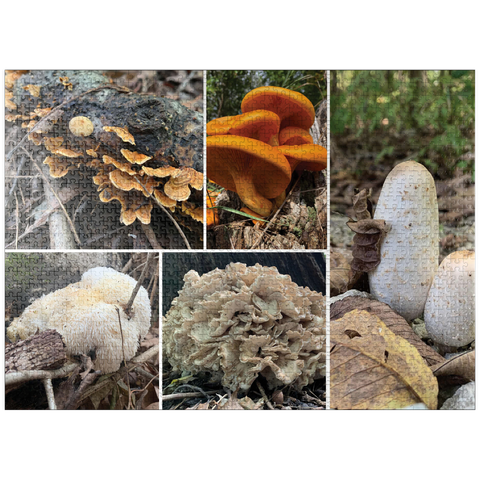 puzzleplate Nature Photography: Mushrooms Collage 1000 Jigsaw Puzzle