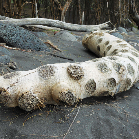 Hawaii, The Big Island: Driftwood, Black Sand Beach 1000 Jigsaw Puzzle 3D Modell