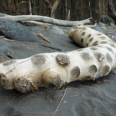 Hawaii, The Big Island: Driftwood, Black Sand Beach 500 Jigsaw Puzzle 3D Modell