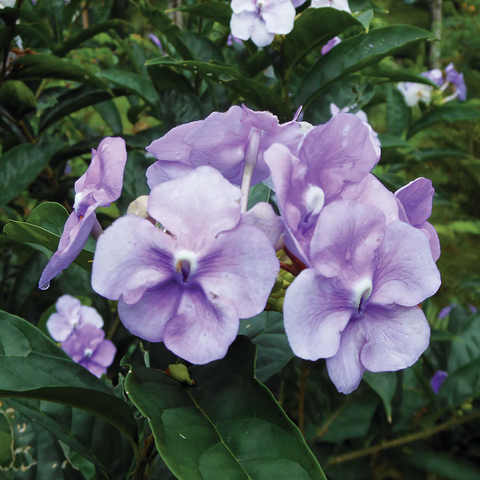 Hawaii, The Big Island: Lavender Island Flowers 500 Jigsaw Puzzle 3D Modell