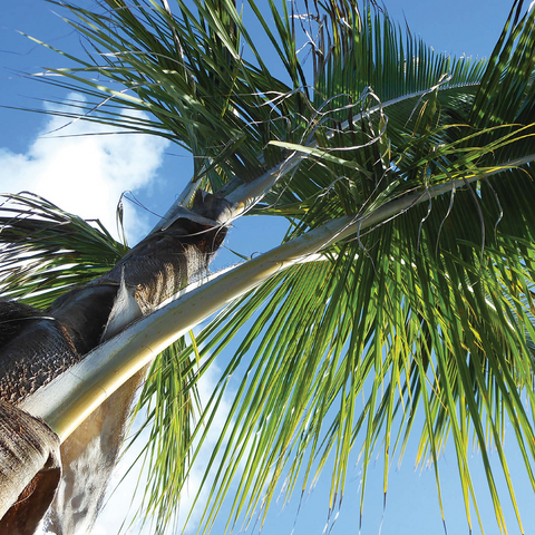 Hawaii, The Big Island: Palm Branches 500 Jigsaw Puzzle 3D Modell