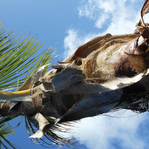 Hawaii, The Big Island: Palm Branches in the Sky 500 Jigsaw Puzzle 3D Modell