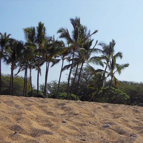 Hawaii, The Big Island: Sandy Beach Palm Trees 1000 Jigsaw Puzzle 3D Modell