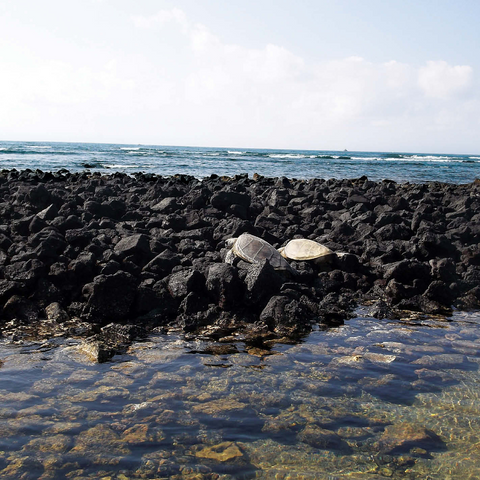 Hawaii, The Big Island: Sea Turtle Pair 1000 Jigsaw Puzzle 3D Modell