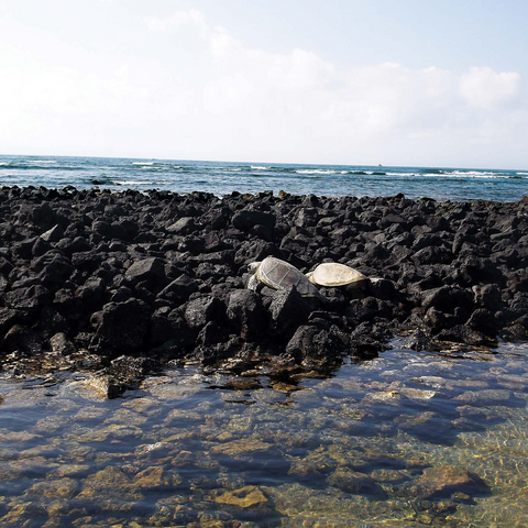 Hawaii, The Big Island: Sea Turtle Pair 500 Jigsaw Puzzle 3D Modell