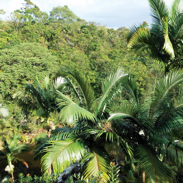 Hawaii, The Big Island: Tropical Island Canopy 1000 Jigsaw Puzzle 3D Modell