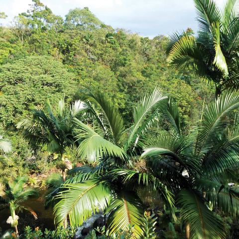 Hawaii, The Big Island: Tropical Island Canopy 1000 Jigsaw Puzzle 3D Modell