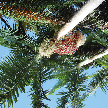 Hawaii, The Big Island: Tropical Foliage 1000 Jigsaw Puzzle 3D Modell