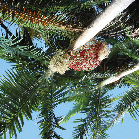 Hawaii, The Big Island: Tropical Foliage 500 Jigsaw Puzzle 3D Modell