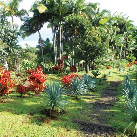 Hawaii, The Big Island: Tropical Garden 1000 Jigsaw Puzzle 3D Modell