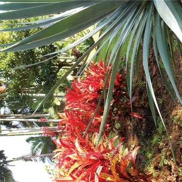 Hawaii, The Big Island: Tropical Gardens Paradise 1000 Jigsaw Puzzle 3D Modell