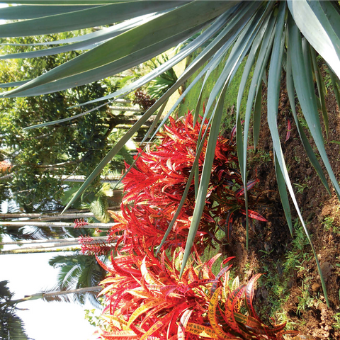 Hawaii, The Big Island: Tropical Gardens Paradise 1000 Jigsaw Puzzle 3D Modell