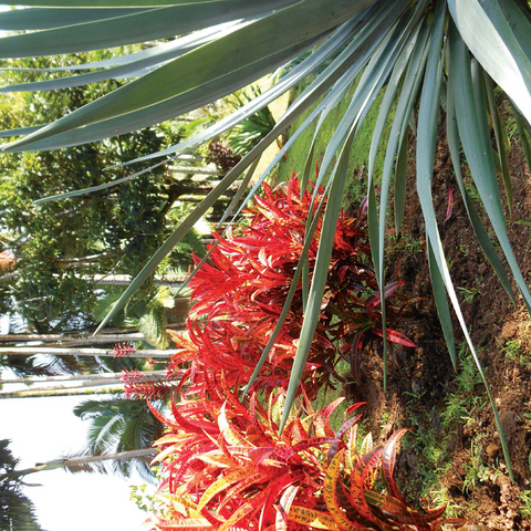 Hawaii, The Big Island: Tropical Gardens Paradise 500 Jigsaw Puzzle 3D Modell