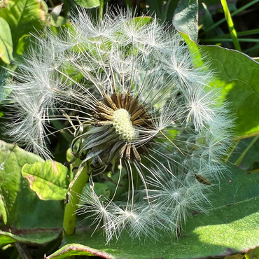 Macro Photography: Dandelion Puff, no.1 500 Jigsaw Puzzle 3D Modell
