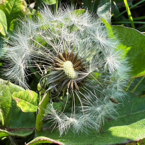Macro Photography: Dandelion Puff, no.1 500 Jigsaw Puzzle 3D Modell