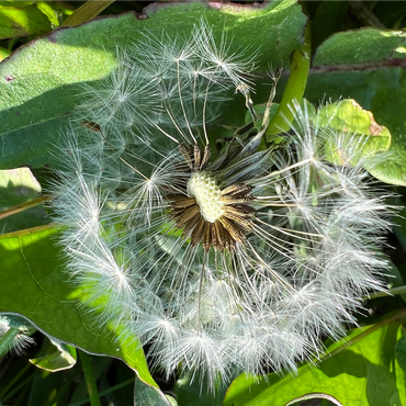 Macro Photography: Dandelion Puff, no.2 1000 Jigsaw Puzzle 3D Modell