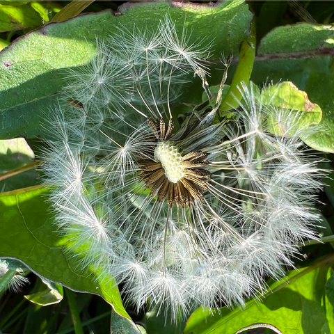 Macro Photography: Dandelion Puff, no.2 1000 Jigsaw Puzzle 3D Modell