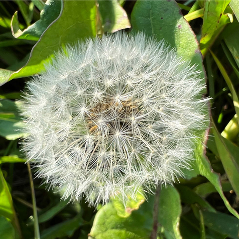 Macro Photography: Dandelion Puff, no.4 1000 Jigsaw Puzzle 3D Modell