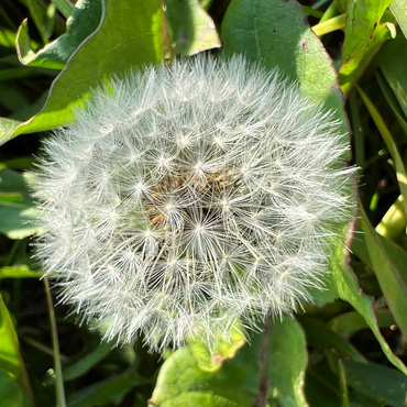 Macro Photography: Dandelion Puff, no.4 500 Jigsaw Puzzle 3D Modell