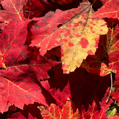 Macro Photography: Red Fall Leaves, no.2 500 Jigsaw Puzzle 3D Modell