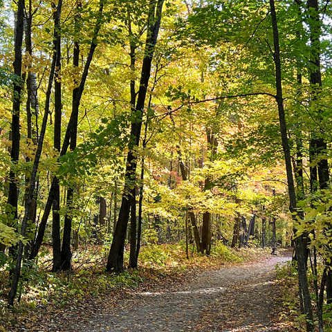 Nature Photography: Scenic Trail, Minnesota, USA 500 Jigsaw Puzzle 3D Modell