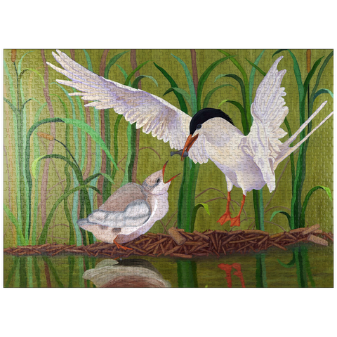 puzzleplate Forster's Tern Feeding Chick in Wetlands 1000 Jigsaw Puzzle