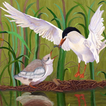 Forster's Tern Feeding Chick in Wetlands 1000 Jigsaw Puzzle 3D Modell