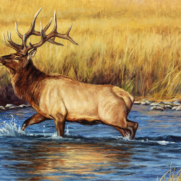 Bull Elk Crossing River in Autumn 1000 Jigsaw Puzzle 3D Modell