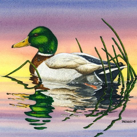 Mallard Duck at Sunset Reflection 1000 Jigsaw Puzzle 3D Modell