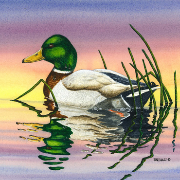 Mallard Duck at Sunset Reflection 100 Jigsaw Puzzle 3D Modell
