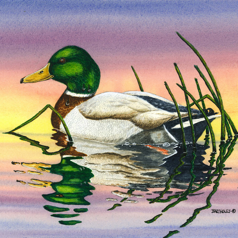 Mallard Duck at Sunset Reflection 500 Jigsaw Puzzle 3D Modell