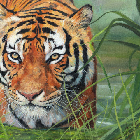 Tiger Stalking Through Lush Wetlands 1000 Jigsaw Puzzle 3D Modell