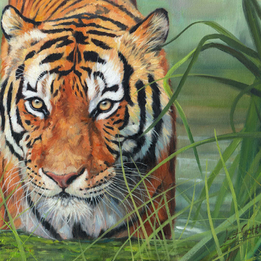 Tiger Stalking Through Lush Wetlands 100 Jigsaw Puzzle 3D Modell