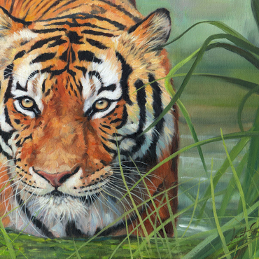 Tiger Stalking Through Lush Wetlands 500 Jigsaw Puzzle 3D Modell