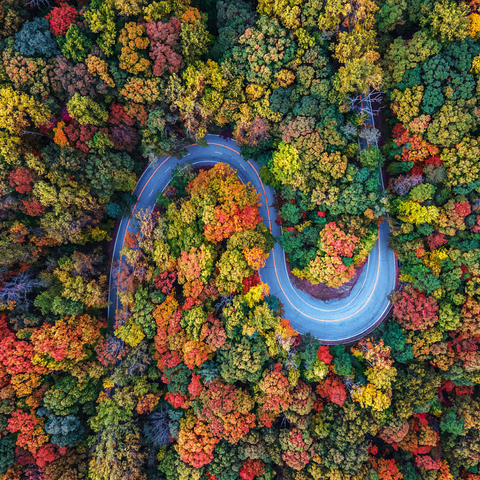 Winding Road Through Dense Autumn Forest 500 Jigsaw Puzzle 3D Modell