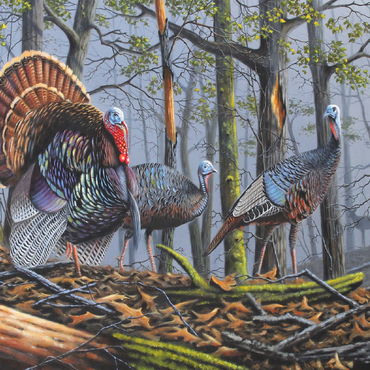 Wild Eastern Turkeys in Foggy Woodland 100 Jigsaw Puzzle 3D Modell