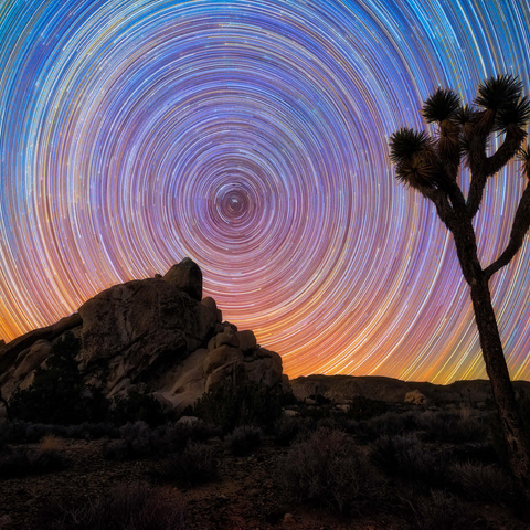 Joshua Tree Under Spiral Star Trails 500 Jigsaw Puzzle 3D Modell