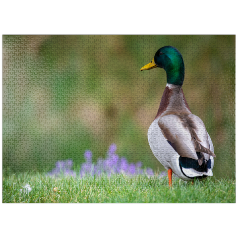 puzzleplate Mallard Duck on Spring Meadow with Flowers 1000 Jigsaw Puzzle