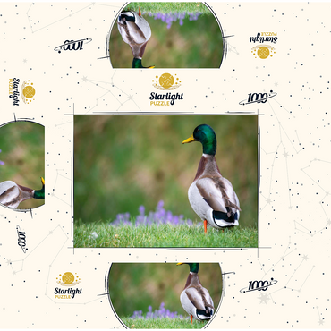 Mallard Duck on Spring Meadow with Flowers 1000 Jigsaw Puzzle box 3D Modell