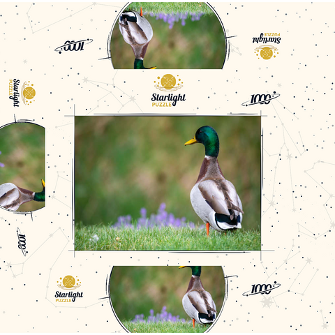 Mallard Duck on Spring Meadow with Flowers 1000 Jigsaw Puzzle box 3D Modell