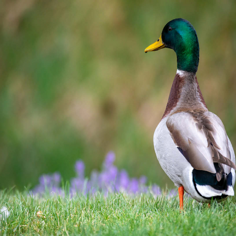 Mallard Duck on Spring Meadow with Flowers 100 Jigsaw Puzzle 3D Modell